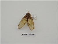 藏品(星內斑舟蛾)的圖片